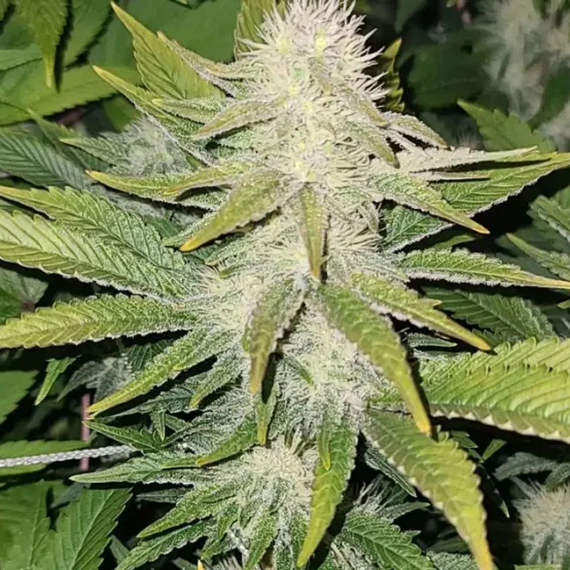 saltonverde2922085
