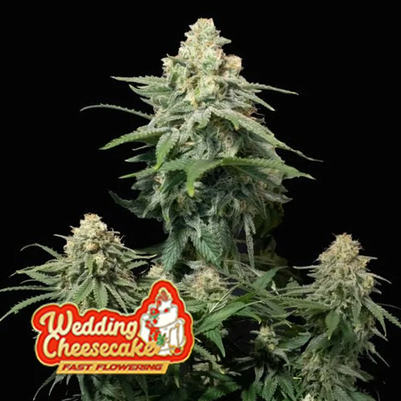 saltonverde2922944