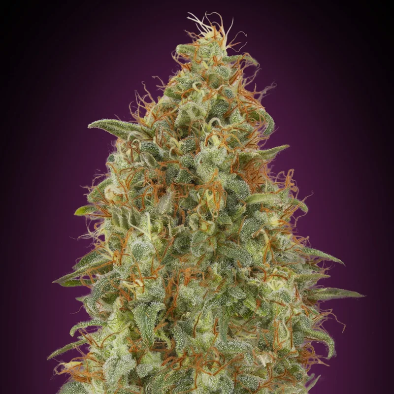 saltonverde2923089