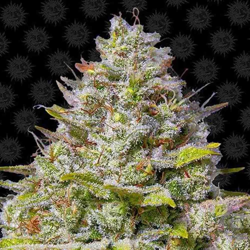 saltonverde2924618
