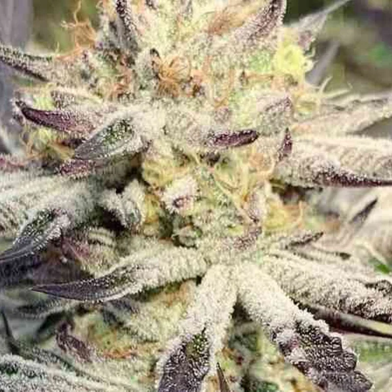 saltonverde2924672