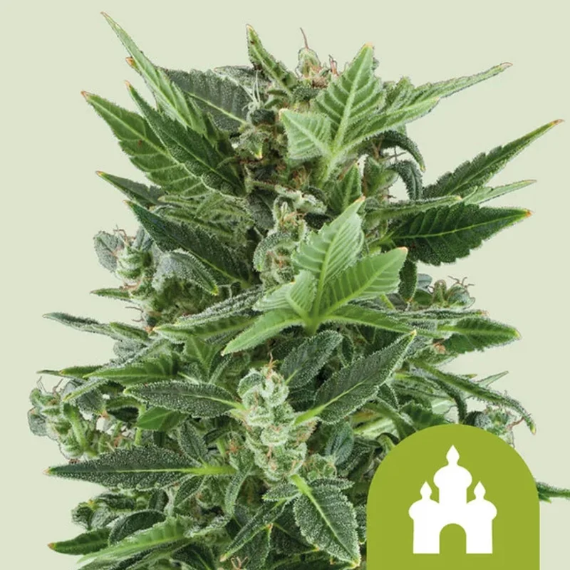 saltonverde2926062