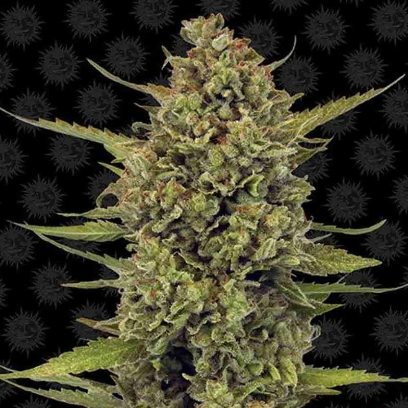 saltonverde2926458